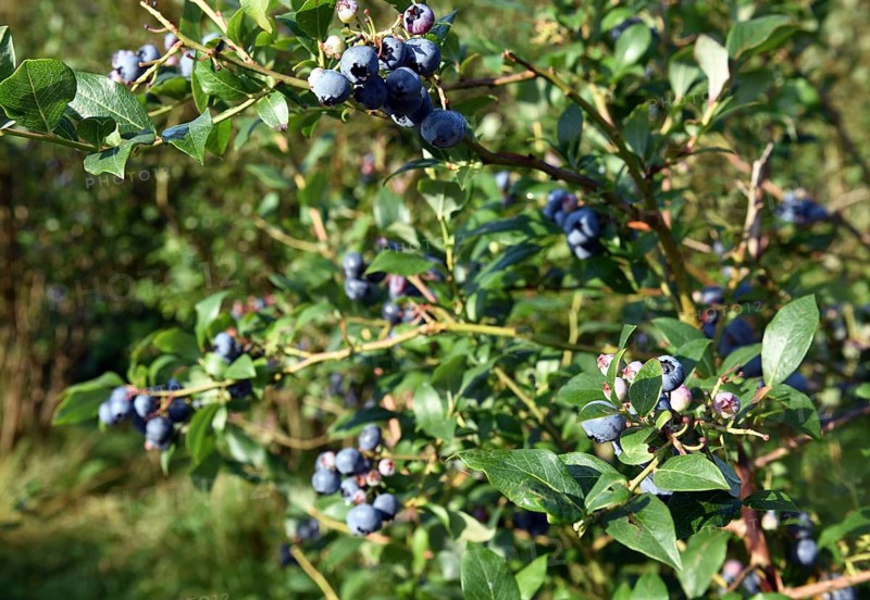 Collect and pick blueberries, bilberries (Vaccinium myrtillus)