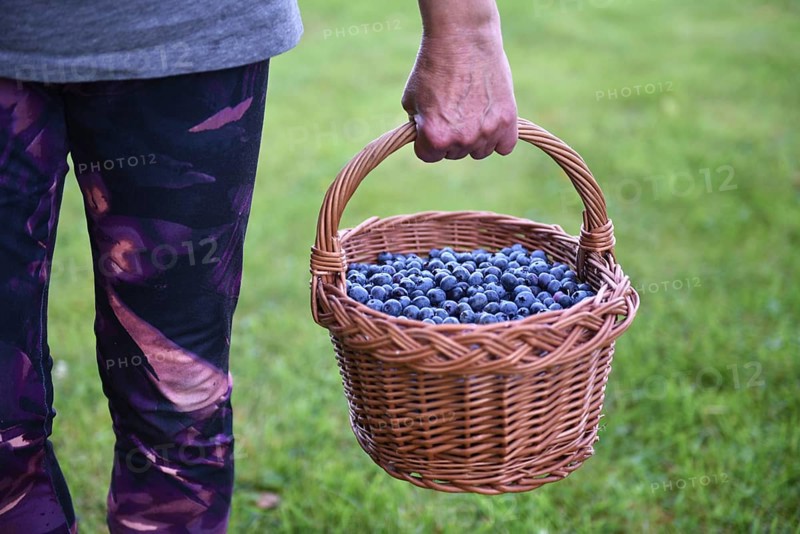 Blueberries, bilberries, (Vaccinium myrtillus) in a basket