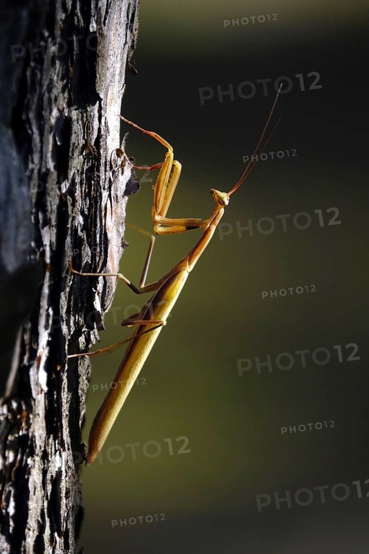Praying mantis, August, Saxony, Germany
