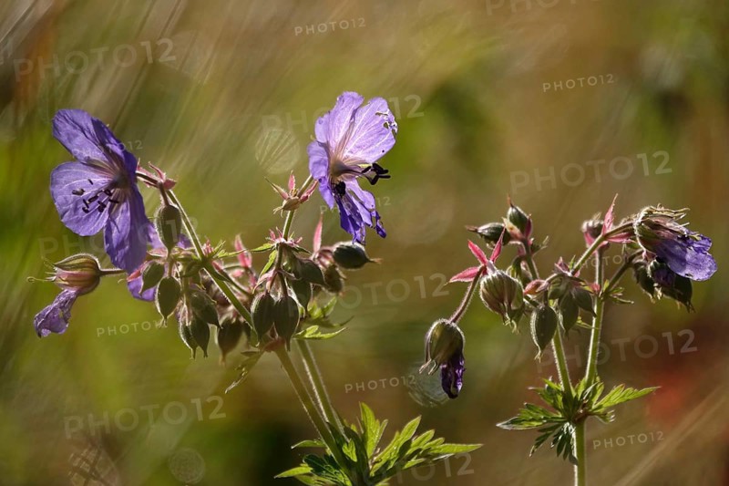 Meadow cranesbill, July, Germany