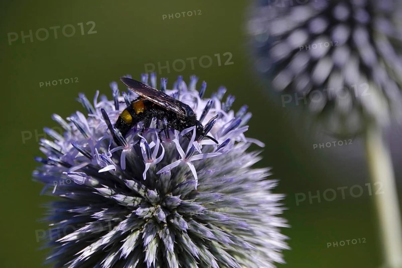 Scolia hirta, July, Germany