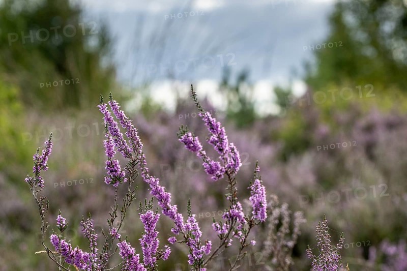 Heather (Calluna vulgaris), Emsland, Lower Saxony, Germany