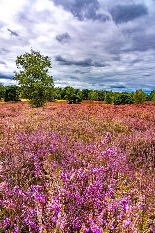 Westruper Heide, in the Hohe Mark Westmünsterland nature park Park, near Haltern am See, heather blossom, North Rhine-Westphalia, Germany