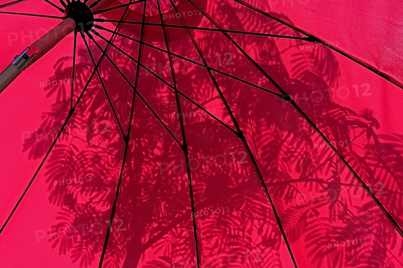 Red parasol with shade cast by a silk tree (Albizia julibrissin), Bavaria, Germany