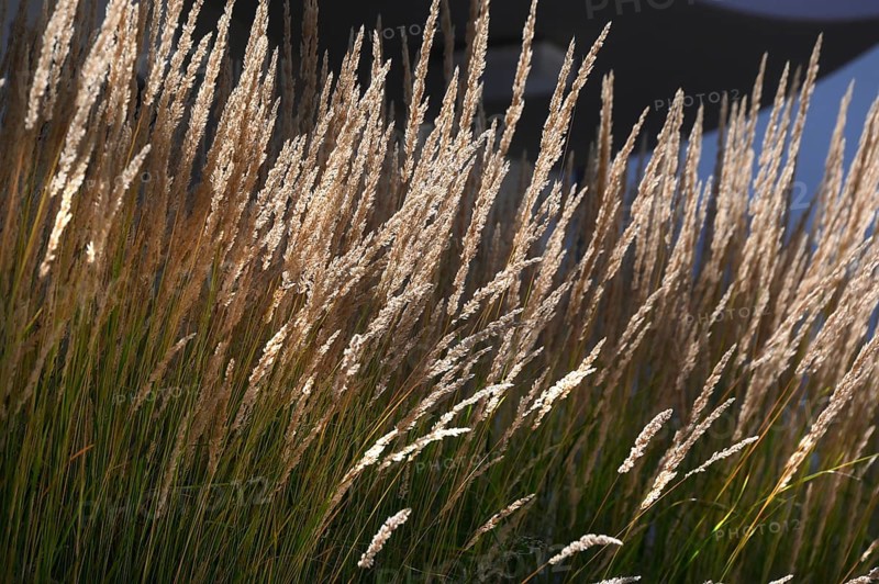 Ornamental grasses (Poaceae) in a park, Baden-Württemberg, Germany