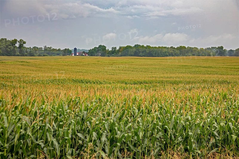 New Troy, Michigan - Corn growing in a farmer's field in southwest Michigan