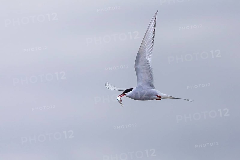 Arctic Arctic Tern (Sterna paradisaea) flying with fish in its beak, Terns (Sterninae), Longyearbyen, Spitsbergen, Svalbard
