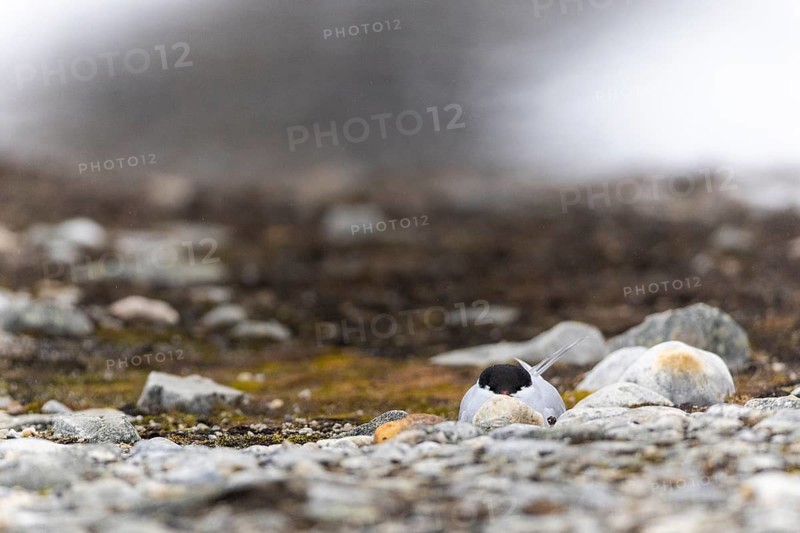 Arctic Arctic Tern (Sterna paradisaea) breeds in the gravel bed, Terns (Sterninae), Gravnesodden, Spitsbergen, Svalbard