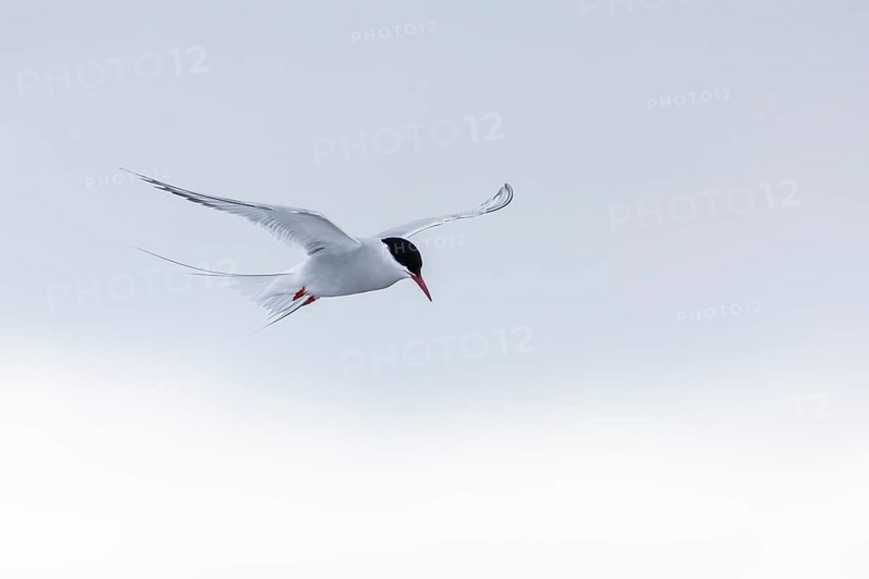 Arctic Arctic Tern (Sterna paradisaea) in a shaking flight to catch fish, Terns (Sterninae), Muchinsonfjord, Spitsbergen, Svalbard