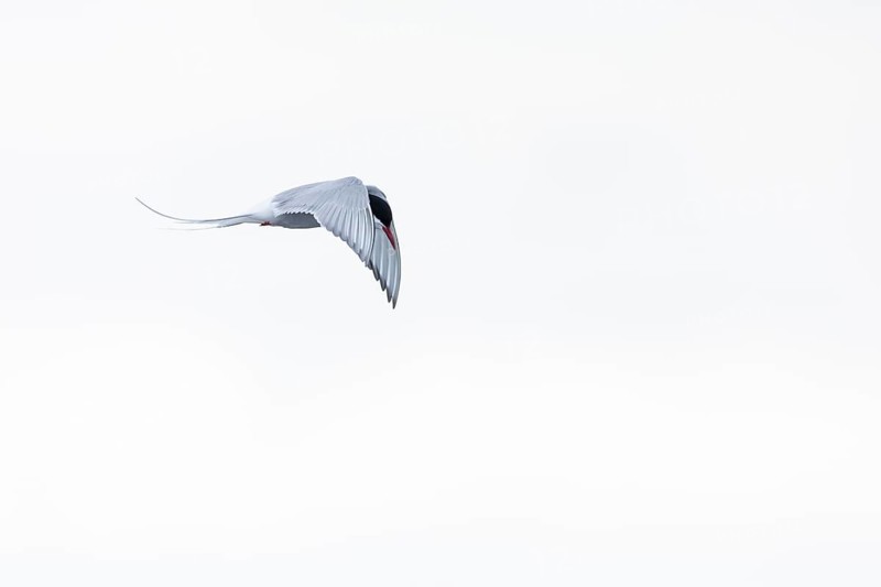 Arctic Arctic Tern (Sterna paradisaea) in flight, Terns (Sterninae), Muchinsonfjord, Spitsbergen, Svalbard