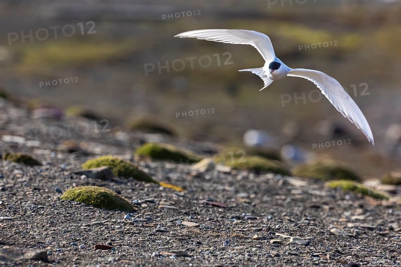 Arctic Arctic Tern (Sterna paradisaea) in flight, Terns (Sterninae), Longyearbyen, Spitsbergen, Svalbard