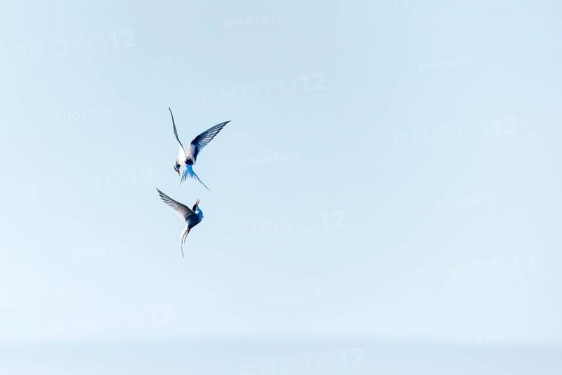 Two Arctic Terns (Sterna paradisaea) in flight, Terns (Sterninae), Longyearbyen, Spitsbergen, Svalbard
