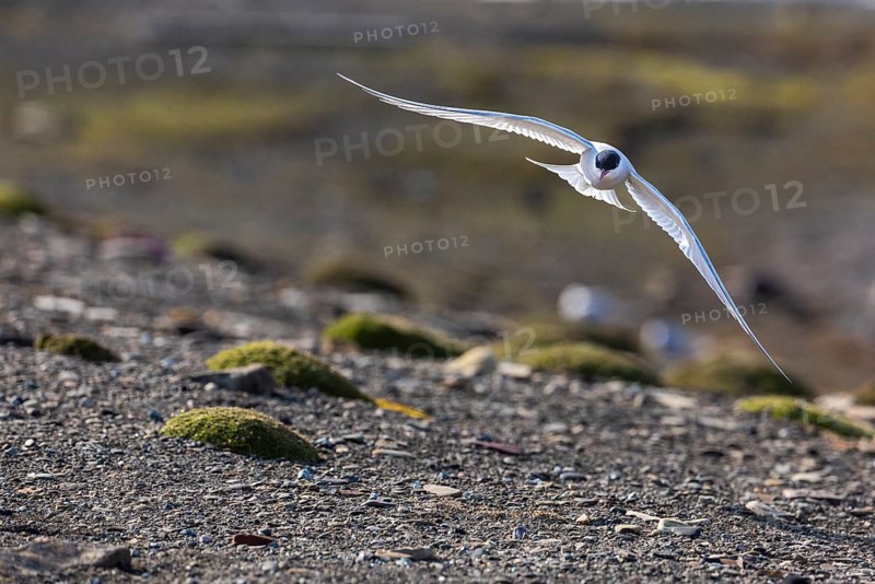 Arctic Arctic Tern (Sterna paradisaea) flying over land, Terns (Sterninae), Longyearbyen, Spitsbergen, Svalbard