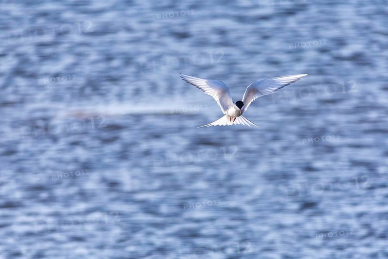 Arctic Arctic Tern (Sterna paradisaea) in shaking flight over water, Terns (Sterninae), Longyearbyen, Spitsbergen, Svalbard