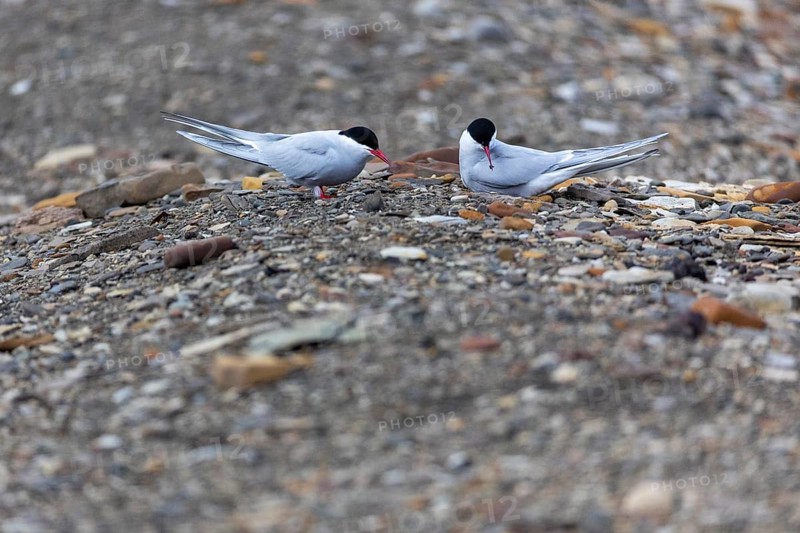 Arctic Arctic Tern (Sterna paradisaea) at the clutch, Terns (Sterninae), Longyearbyen, Spitsbergen, Svalbard
