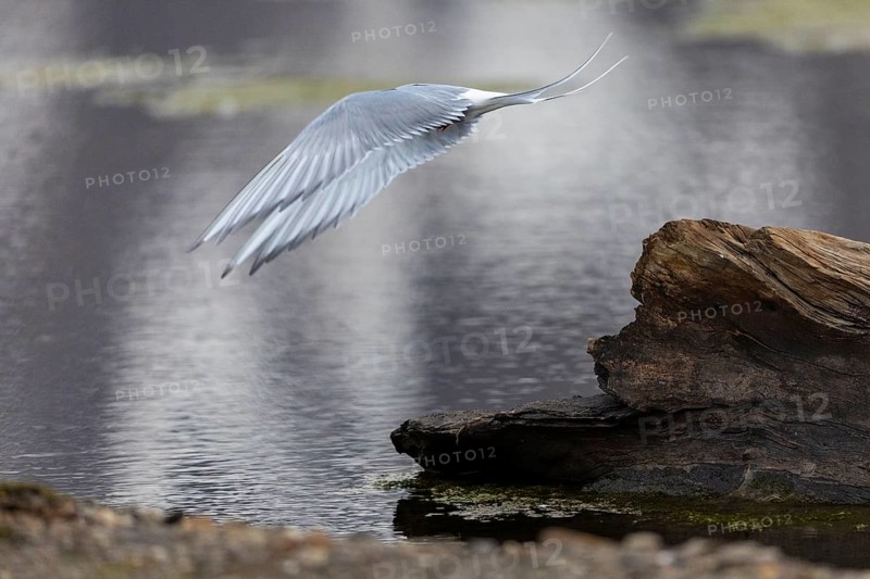 Arctic Arctic Tern (Sterna paradisaea) taking off, Terns (Sterninae), Longyearbyen, Spitsbergen, Svalbard