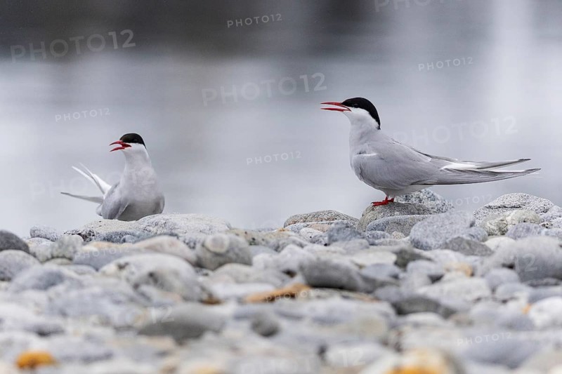 Arctic Arctic Tern (Sterna paradisaea), pair on gravel on the beach, Terns (Sterninae), Gravnesodden, Spitsbergen, Svalbard