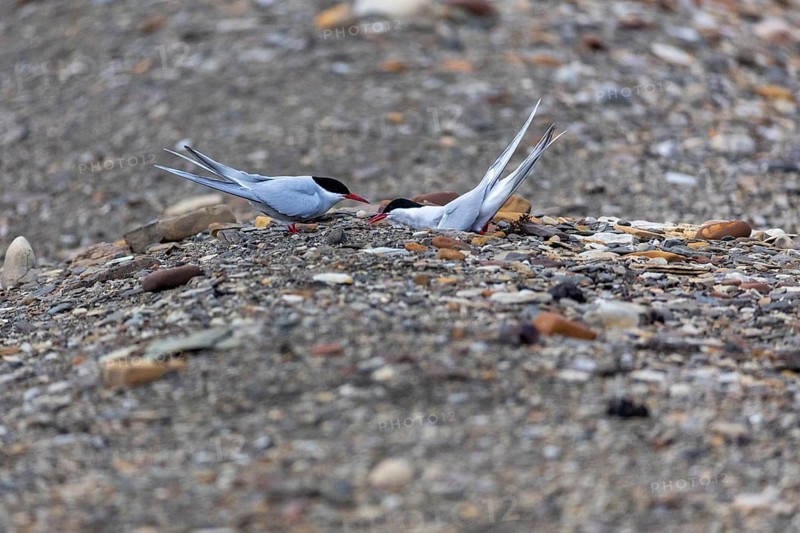 Arctic tern (Sterna paradisaea) building a breeding site, terns (Sterninae), gravel ground, rock, Longyearbyen, Spitsbergen, Svalbard