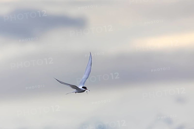 Arctic tern (Sterna paradisaea) in flight, fish in beak, terns (Sterninae), Longyearbyen, Spitsbergen, Svalbard
