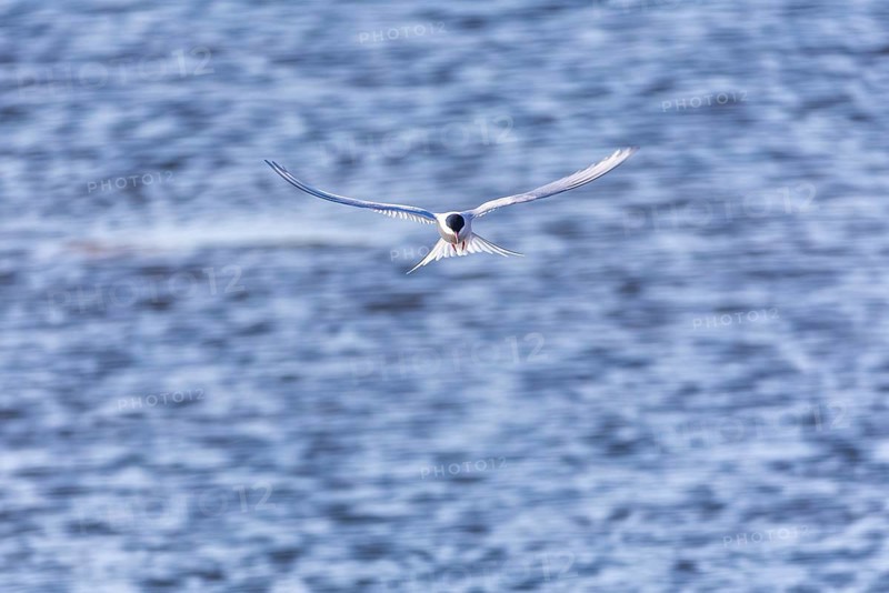 Arctic Arctic Tern (Sterna paradisaea) in a shaking flight to catch fish, Terns (Sterninae), Longyearbyen, Svalbard, Spitsbergen