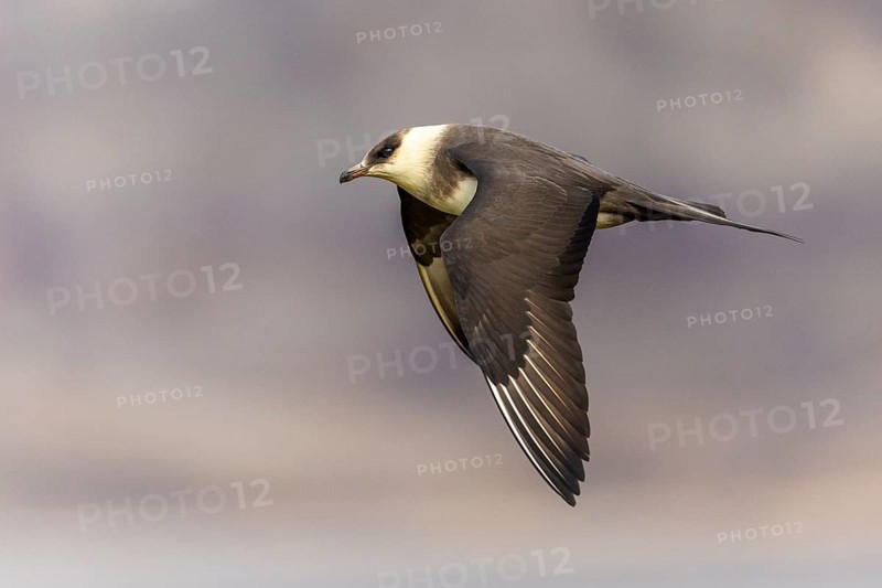 Long-tailed Skua (Stercorarius longicaudus) in flight, Aventdalen, Longyearbyen, Spitsbergen, Svalbard