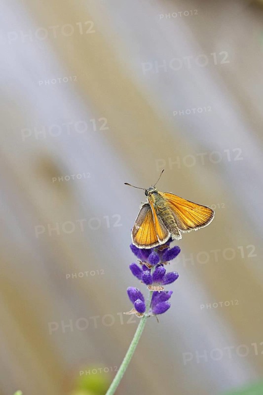 Large skipper (Ochlodes venatus), collecting nectar from a flower of Common lavender (Lavandula angustifolia), close-up, macro photograph, Wilnsdorf, North Rhine-Westphalia, Germany