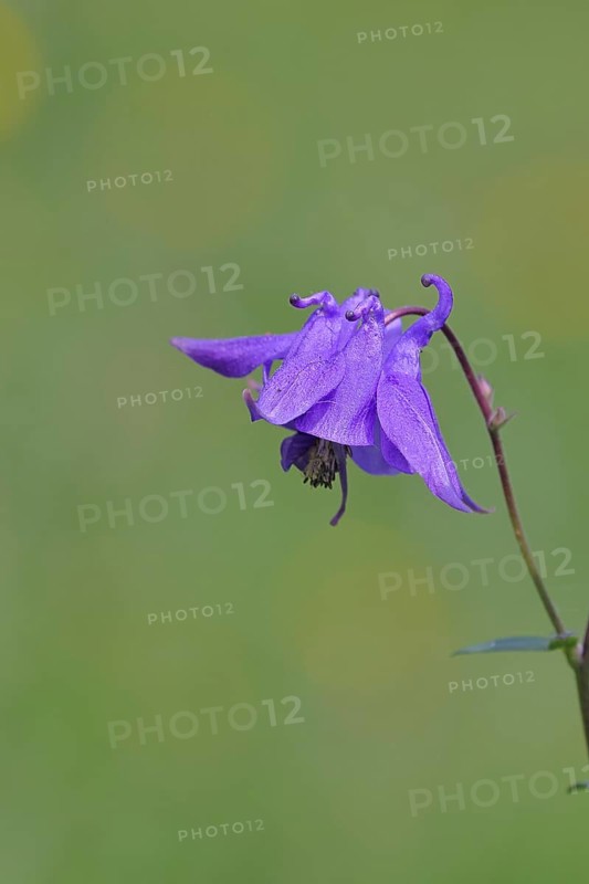Columbine (Aquilegia vulgaris), blue flower at the edge of a forest, Wilnsdorf, North Rhine-Westphalia, Germany
