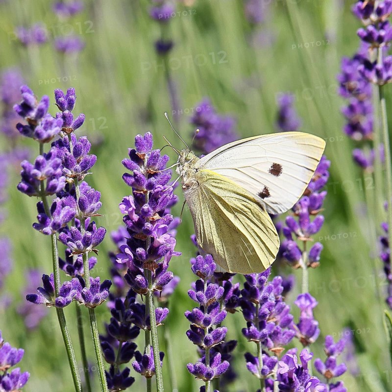 A Cabbage butterfly (Pieris brassicae) sucking nectar on the flower of true lavender (Lavandula angustifolia), in a natural environment in the wild, nice bokeh in the background, wildlife, insects, butterflies, butterflies, Wilnsdorf, North Rhine-Westphalia, Germany