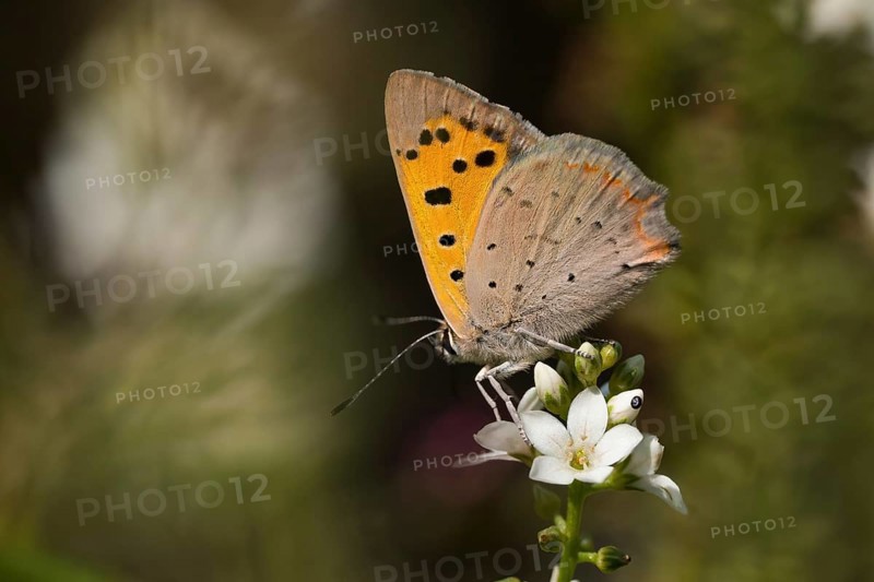 Small copper (Lycaena phlaeas) sitting on a white flower, spiked speedwell (Veronica spicata), surrounded by blurred background, Hesse, Germany