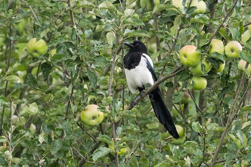 Magpie (Pica pica) sitting on a branch of an apple tree, surrounded by green leaves and unripe apples, Hesse, Germany, Hesse, Germany