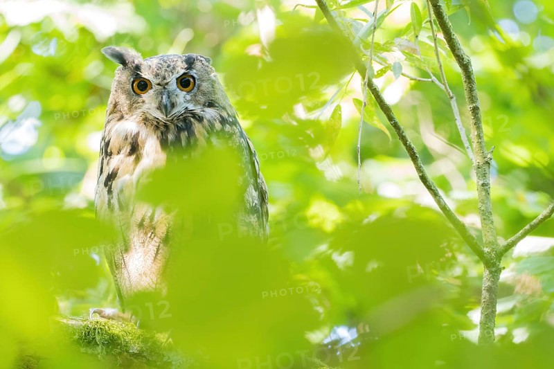 A long-eared owl (asio otus) hides between leaves, surrounded by light and shadow in the forest, Hesse, Germany