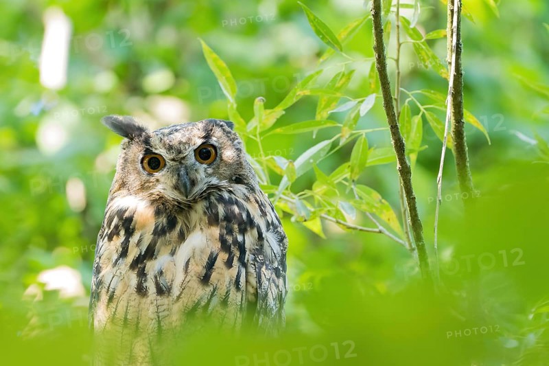 A long-eared owl (asio otus) stands in the green forest and looks through the foliage with wide eyes, Hesse, Germany