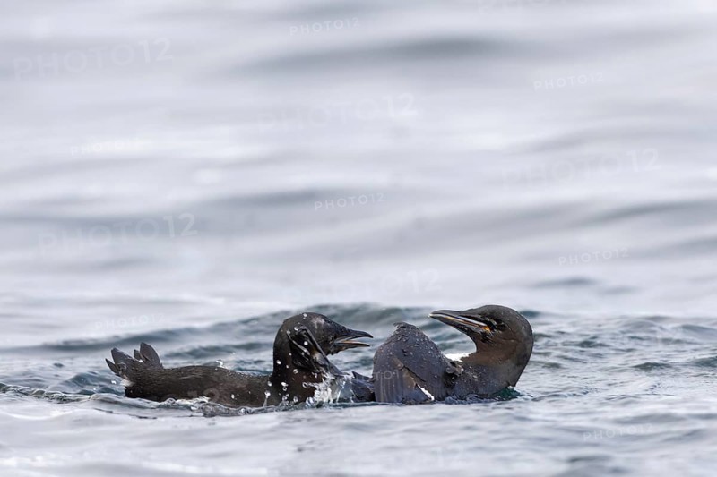 Thick-billed guillemot (Uria lomvia) fighting in the water, alcids (Alcidae), Alkefjellet, Spitsbergen, Svalbard