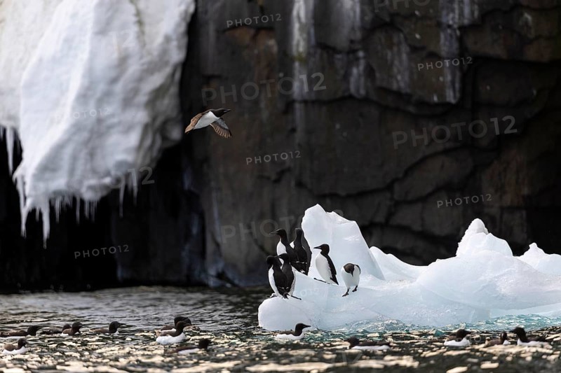 Thick-billed guillemot (Uria lomvia) on an ice floe, alcids (Alcidae), Alkefjellet, Spitsbergen, Svalbard