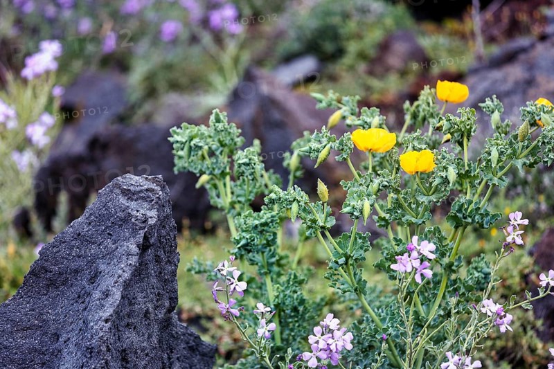 Yellow Hornpoppy (Glaucium flavum), volcanic rock, Oia, Thira, Santorini, Cyclades, Greece