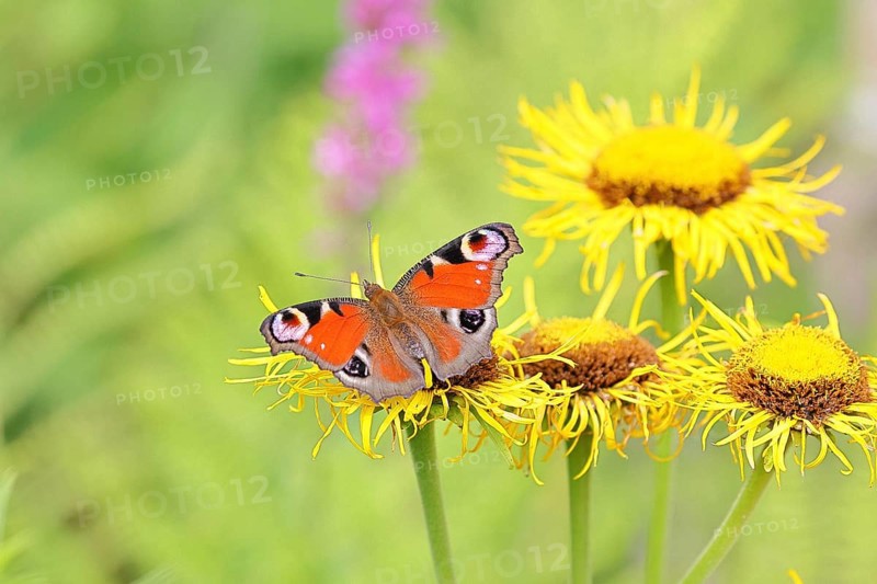 Peacock butterfly (Aglais io), on a yellow flower of a Great Telekie (Telekia speciosa), Wilnsdorf, North Rhine-Westphalia, Germany