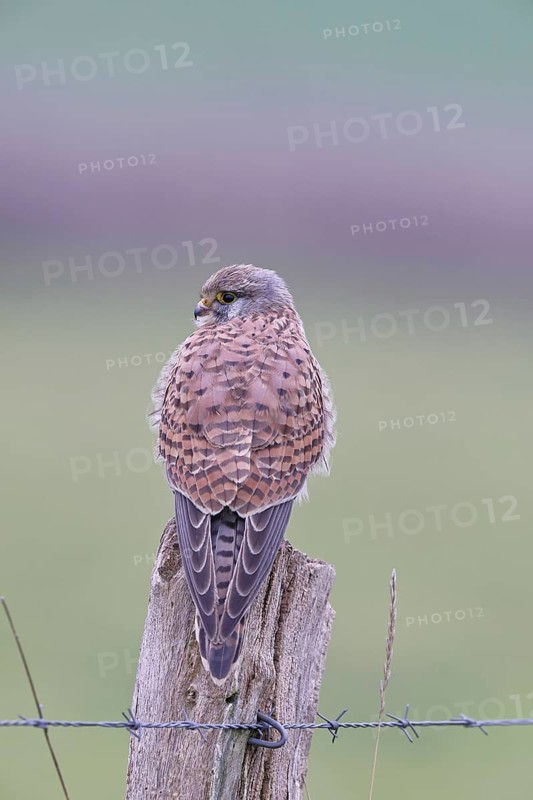 Kestrel (Falco tinnunculus), on a pasture fence post, Bieslicher Insel, Lower Rhine, North Rhine-Westphalia, Germany