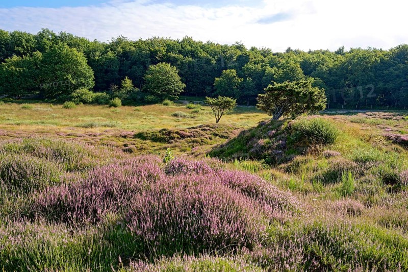 Ripple-crowned dune area in the Schleswig-Holstein municipality of Jörl. The nature reserve Düne am Rimmelsberg is an FFH area, overgrown with heather and juniper. Rimmelsberg, Jörl, Schleswig-Holstein, Germany