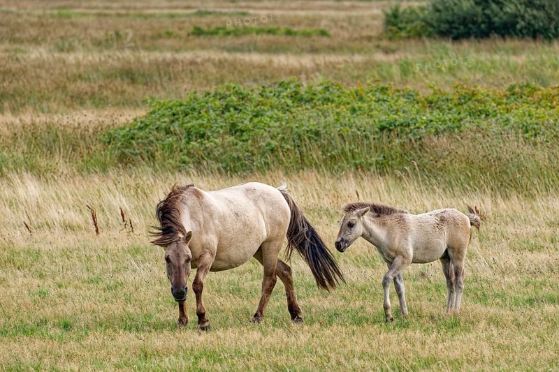 Wild horse of the Konik species with foal on the pastures of the Geltinger Birk nature reserve. Gelting, Schleswig-Holstein, Germany