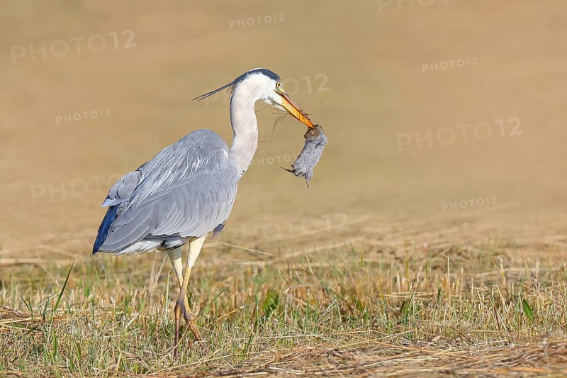Grey heron (Ardea cinerea), standing with a captured field mouse (Microtus arvalis) in a mown meadow, spring, wildlife, nature photography, heron, Lake Neusiedl National Park, Seewinkel, Burgenland, Austria