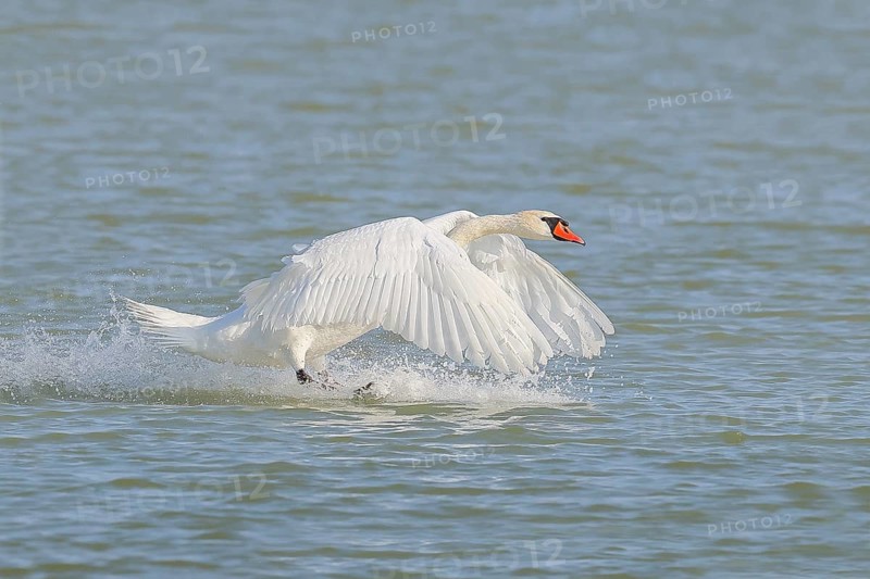 Mute swan (Cygnus olor) in flight, lands in the water, wildlife, animals, swan, Lake Neusiedl National Park, Seewinkel, Burgenland, Austria