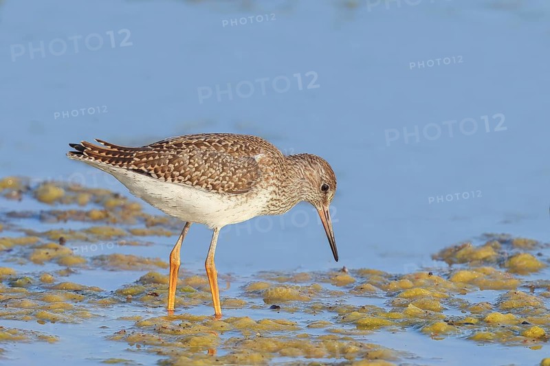 Wood Sandpiper (Tringa glareola) looking for food, standing in shallow water, wildlife, animals, birds, snipe family, Ziggsee, Lake Neusiedl National Park, Seewinkel, Burgenland, Austria