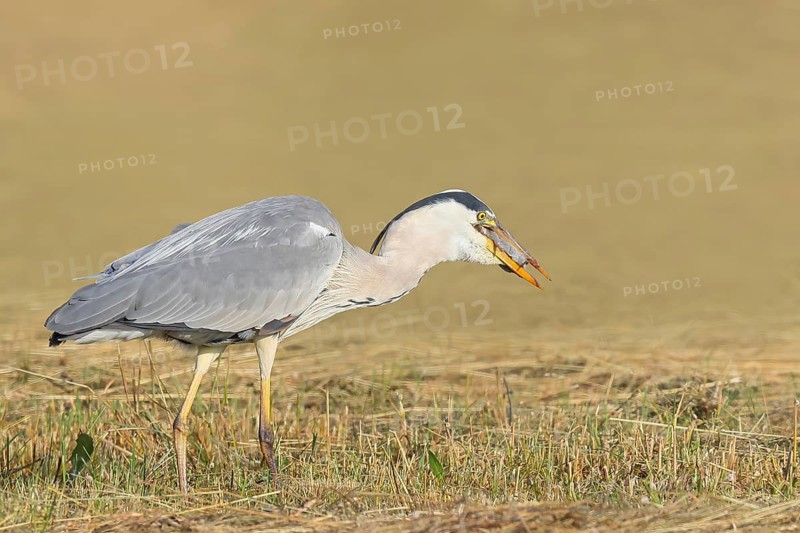 Grey heron (Ardea cinerea), devouring a field mouse (Microtus arvalis) caught in a mown meadow, spring, wildlife, nature photography, heron, Lake Neusiedl National Park, Seewinkel, Burgenland, Austria