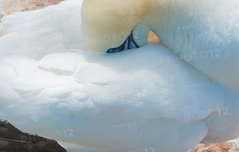 A gannet (Morus bassanus) (synonym: Sula bassana) relaxes and preens its plumage, beak sunk into the plumage, resting, sleeping, relaxation, close-up, the white plumage is shown in detail, feather, feathers, sunny day, gannet colony Lummenfelsen, North Sea island Helgoland, Schleswig-Holstein, North Sea, Germany
