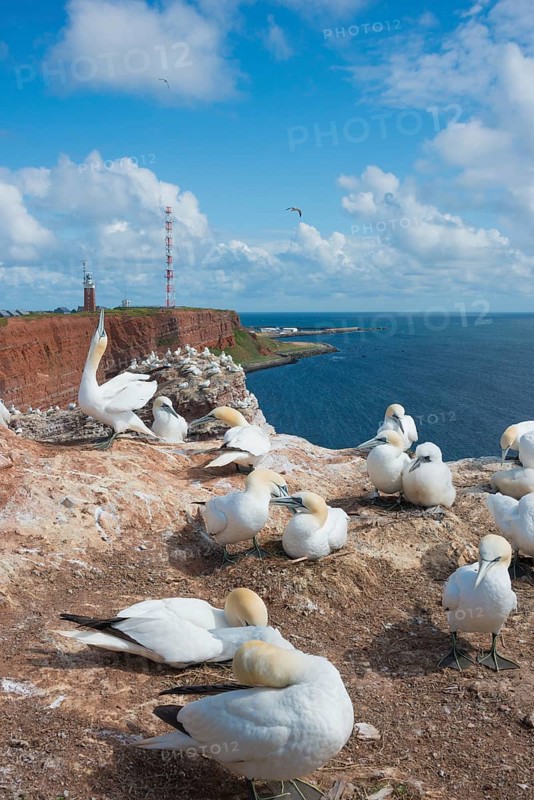Group of gannets (Morus bassanus) (synonym: Sula bassana) on sandstone cliffs, clear blue sky, lighthouse, transmission mast, coastline, one animal sticks its head up, courtship behaviour, greeting, territory, gannet colony with many nests and downy chicks, fluff, chick fluff, ground nests, many animals, adult, juvenile, nesting, nesting sites, nesting site, parents, animal children, rocky coast, blue sea, water, sunny day, guillemot cliffs, North Sea island of Heligoland, Schleswig-Holstein, Germany