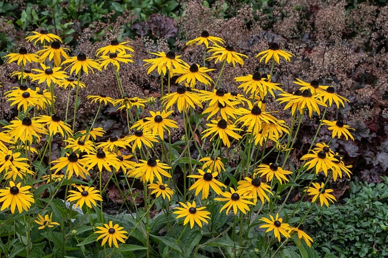 Flower bed with coneflower (Rudbeckia sullivantii), Emsland, Lower Saxony, Germany