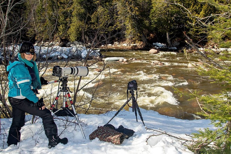 Photographer Veronique Amiard photographs birds along the white waters of the Ste Anne river, Gaspesie national park, Province of Quebec, Canada, North America