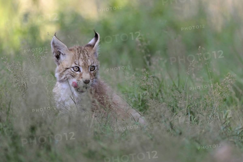 Licking tongue... Eurasian lynx (Lynx lynx), young lynx sitting in high grass, licking with tongue, series animal children, funny animal pictures, cute wild cats, native nature, captive, North Rhine-Westphalia, Germany, Western Europe