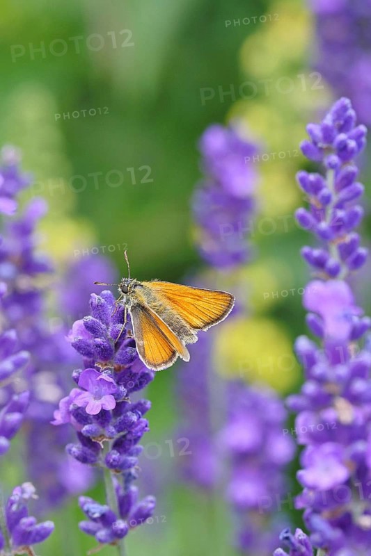 Large skipper (Ochlodes venatus), collecting nectar from a flower of Common lavender (Lavandula angustifolia), close-up, macro photograph, Wilnsdorf, North Rhine-Westphalia, Germany