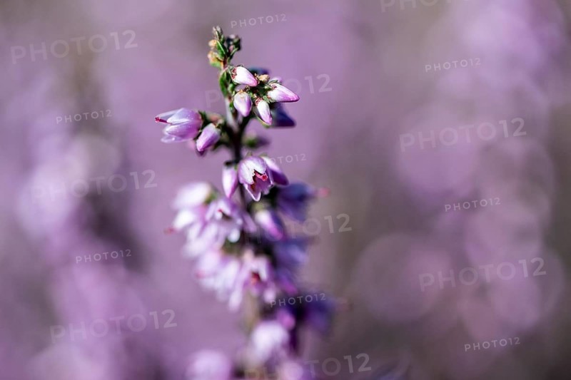 Heather (Calluna vulgaris), Emsland, Lower Saxony, Germany